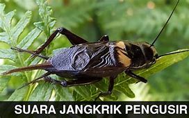 Suara Jangkrik Singkat Dan Jelas Mp3